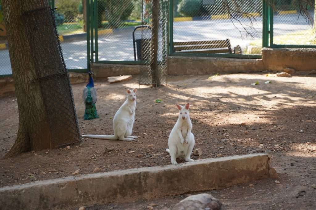 Gaziantep Wildlife Park sees over thousand newborn animals this year