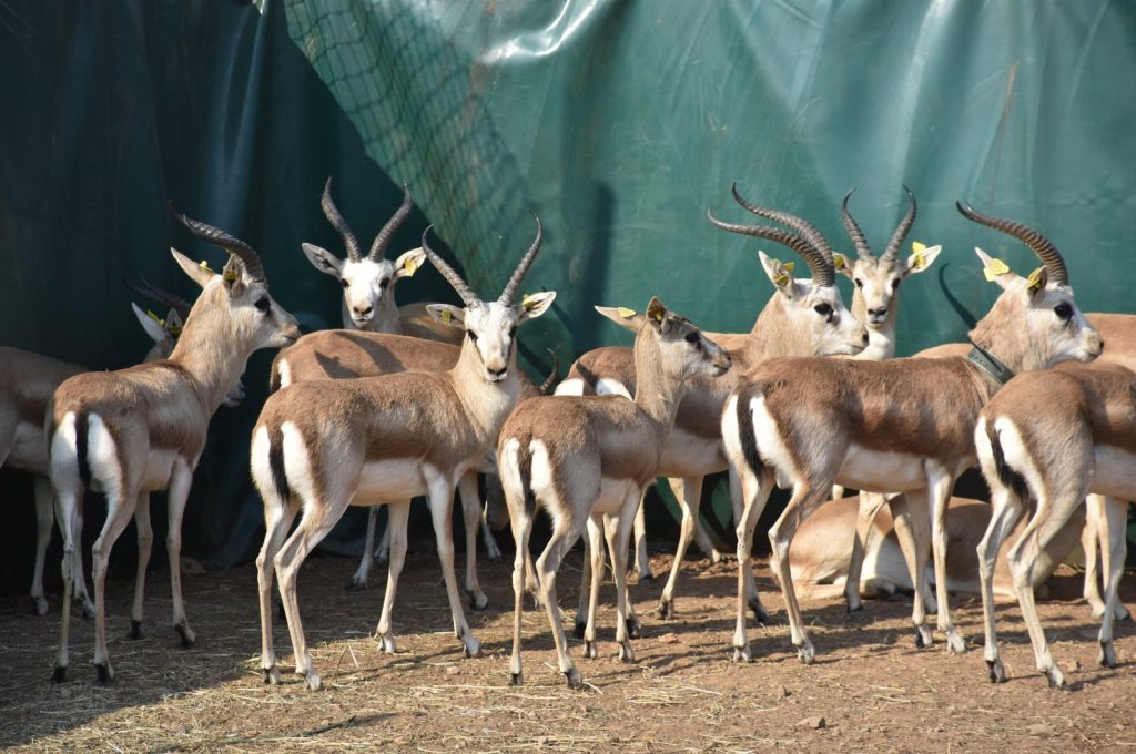 Türkiye releases 30 gazelles on Mount Cudi to support biodiversity