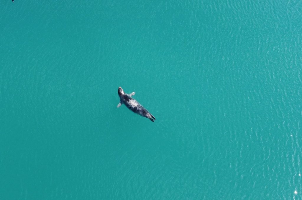 Mediterranean monk seal population reaches 120 in Türkiye