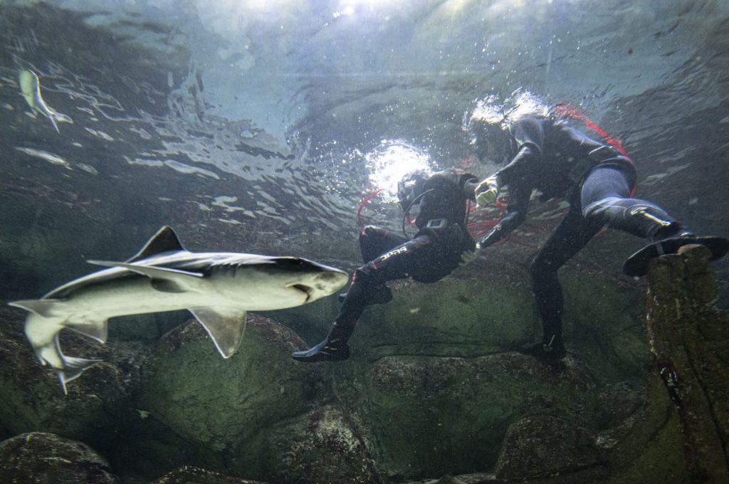 Landlocked Ankara hosts dedicated divers for massive aquarium