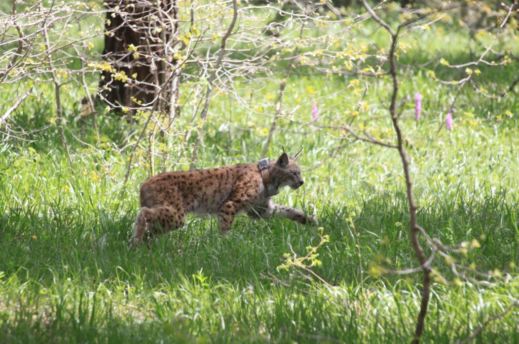 Motion-sensor cameras capture wildlife in Türkiye’s Sarıkamış