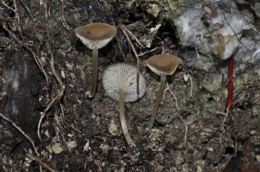 Four new mushroom species discovered in southern Türkiye