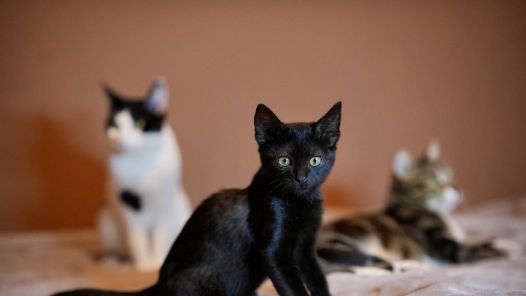 Beauty bias leaves black cats without homes in Istanbul