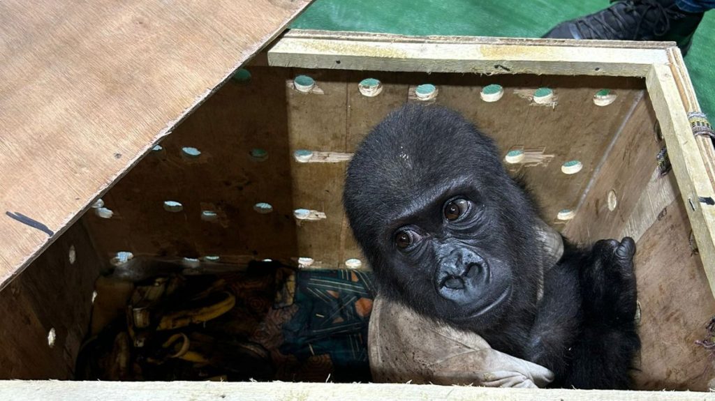Baby gorilla found during smuggling attempt at Istanbul Airport