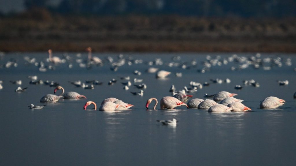Wetlands in Türkiye serve as vital stopovers for migratory birds
