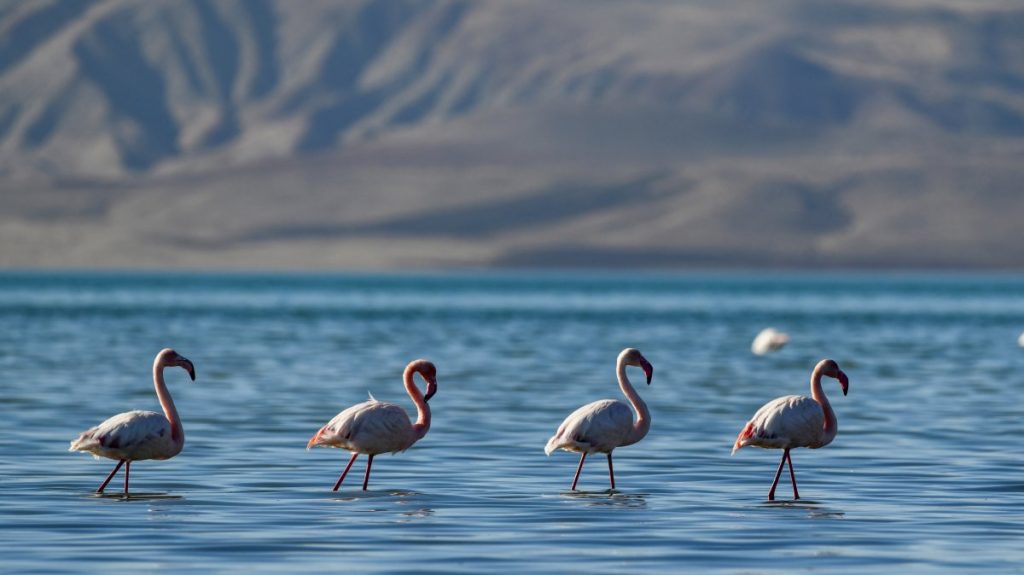 Türkiye’s Lake Van becomes winter habitat for 99 bird species