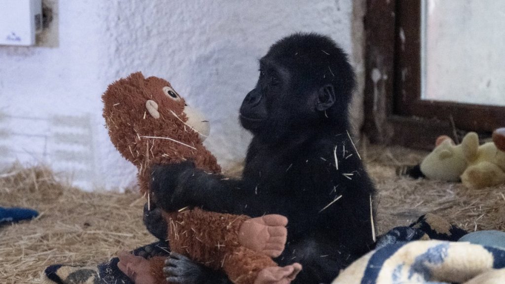 Public names Istanbul Airport’s rescued gorilla ‘Zeytin’