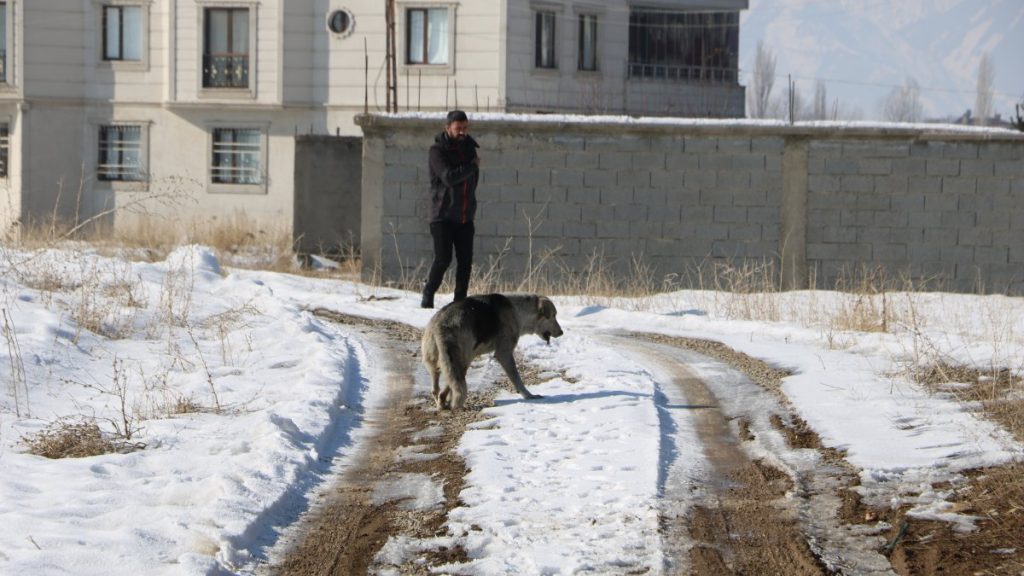 Stray dog attack claims another young victim in SE Türkiye