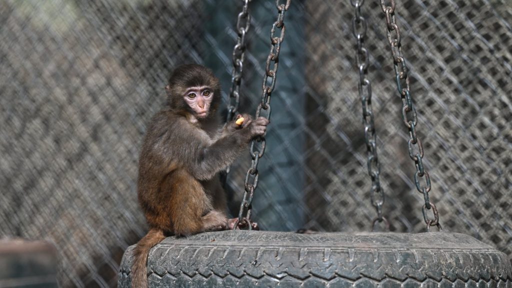 Rescued baby monkey finds new home in Antalya wildlife park