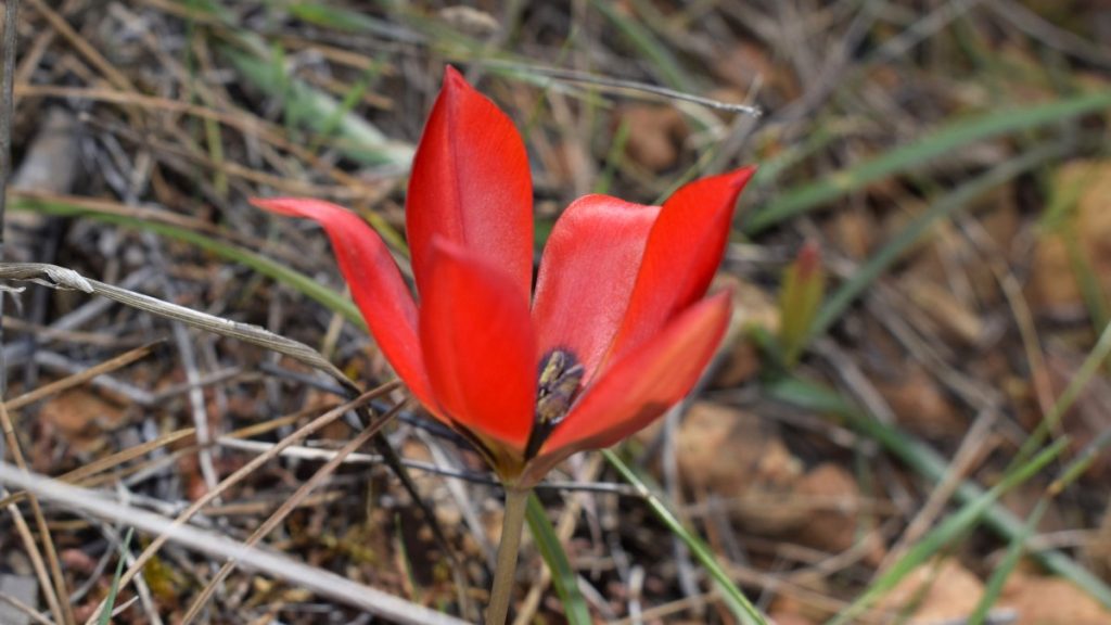 Efforts intensify to protect Turkish tulip’s unique genetic diversity