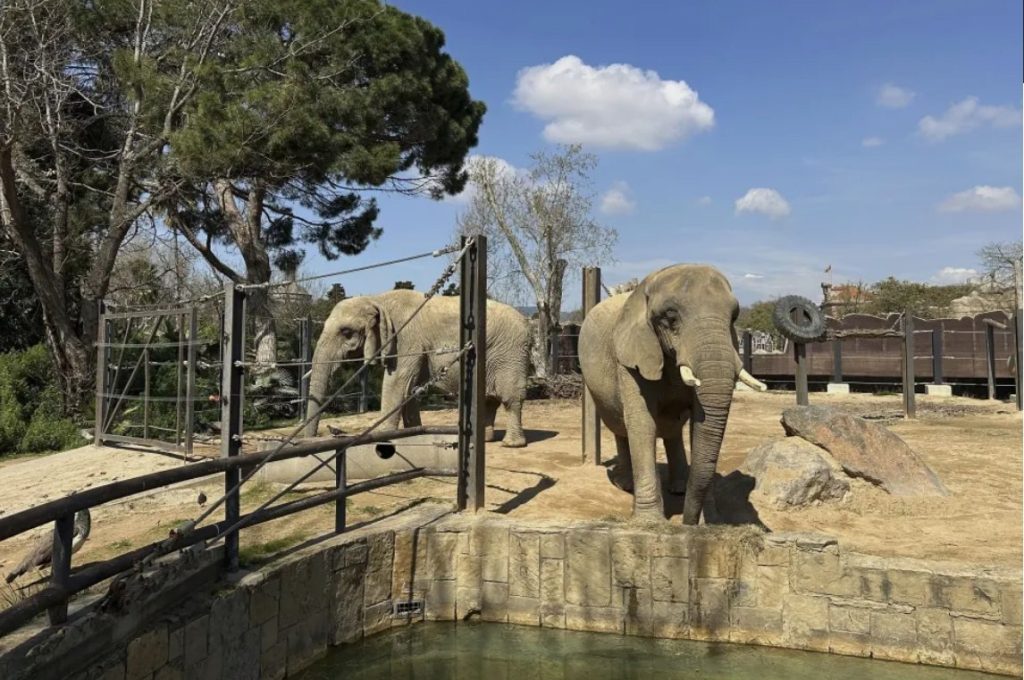 Spain zoo offers assisted living for elderly elephants