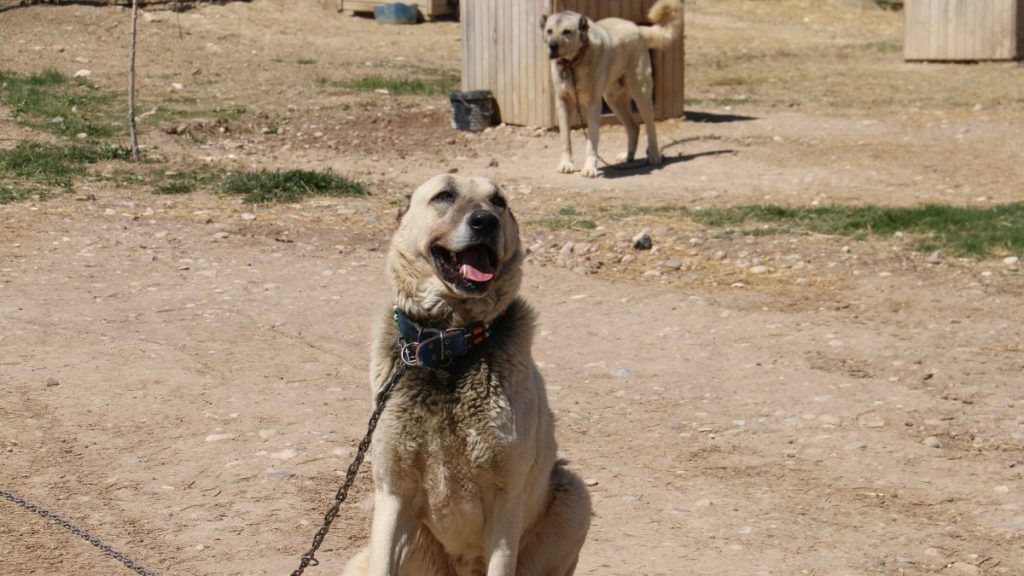 Kangal dogs in Türkiye struggle with depression from weather changes