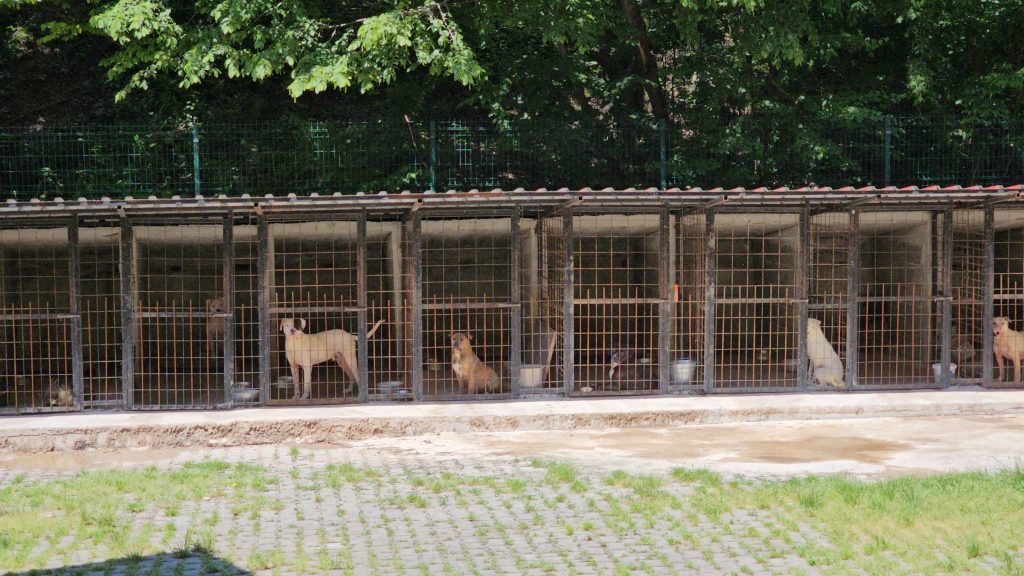 Türkiye’s top court rejects call to scrap stray animal bill