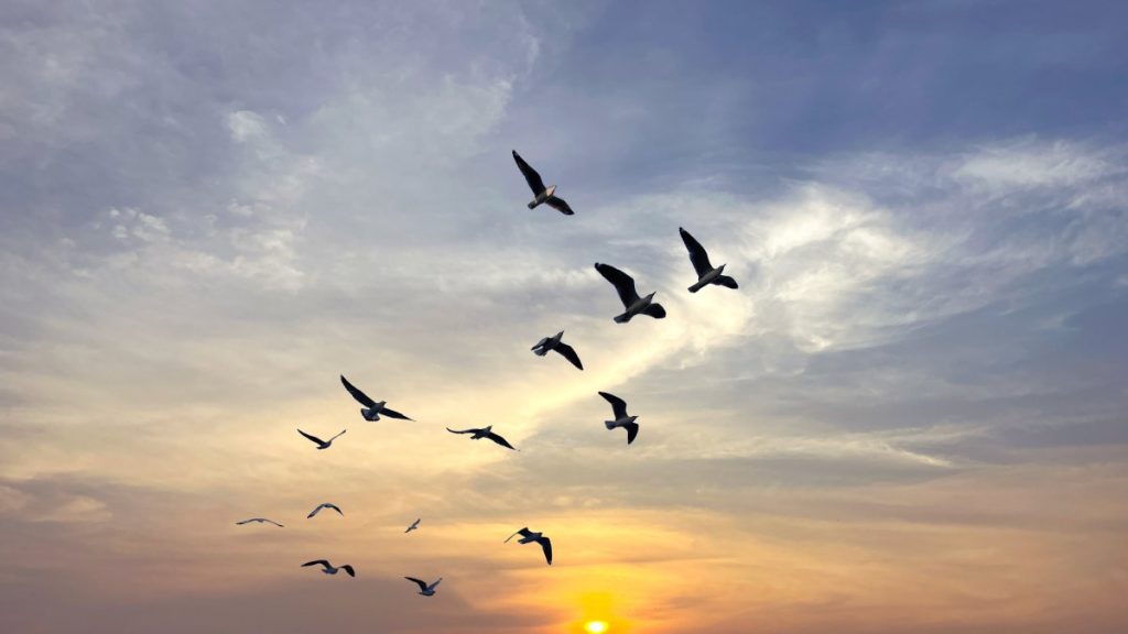 Environment Ministry begins to protect Milleyha wetlands in Hatay