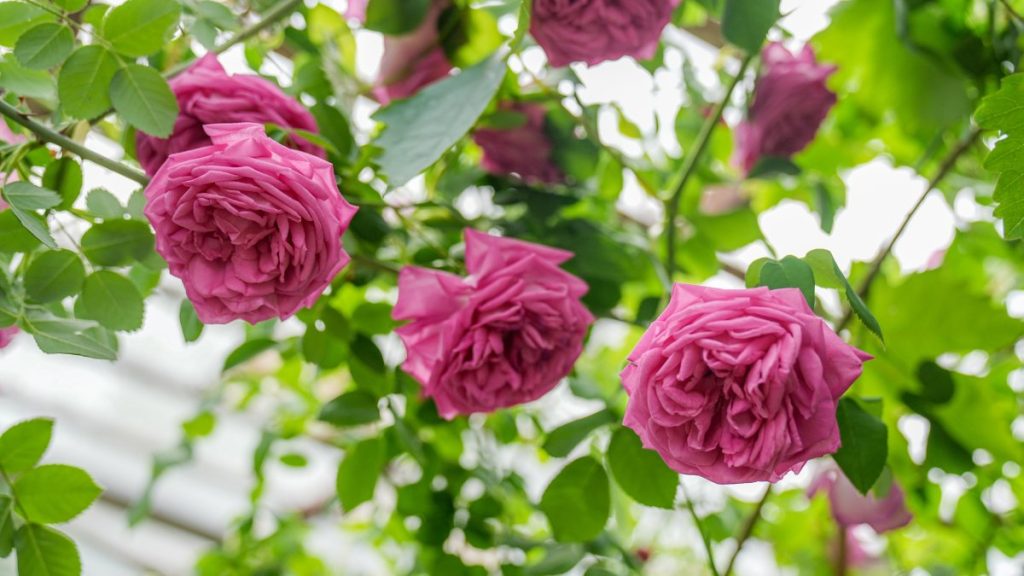 Diyarbakır greenhouses preserve rare Turkish rose for future