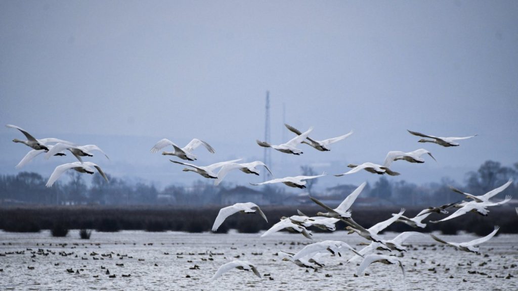 Türkiye’s Samsun provides vital refuge for 365 bird species
