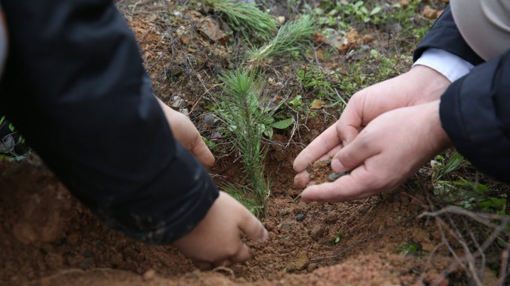 IHH plants more than 160,000 trees for orphans across Türkiye