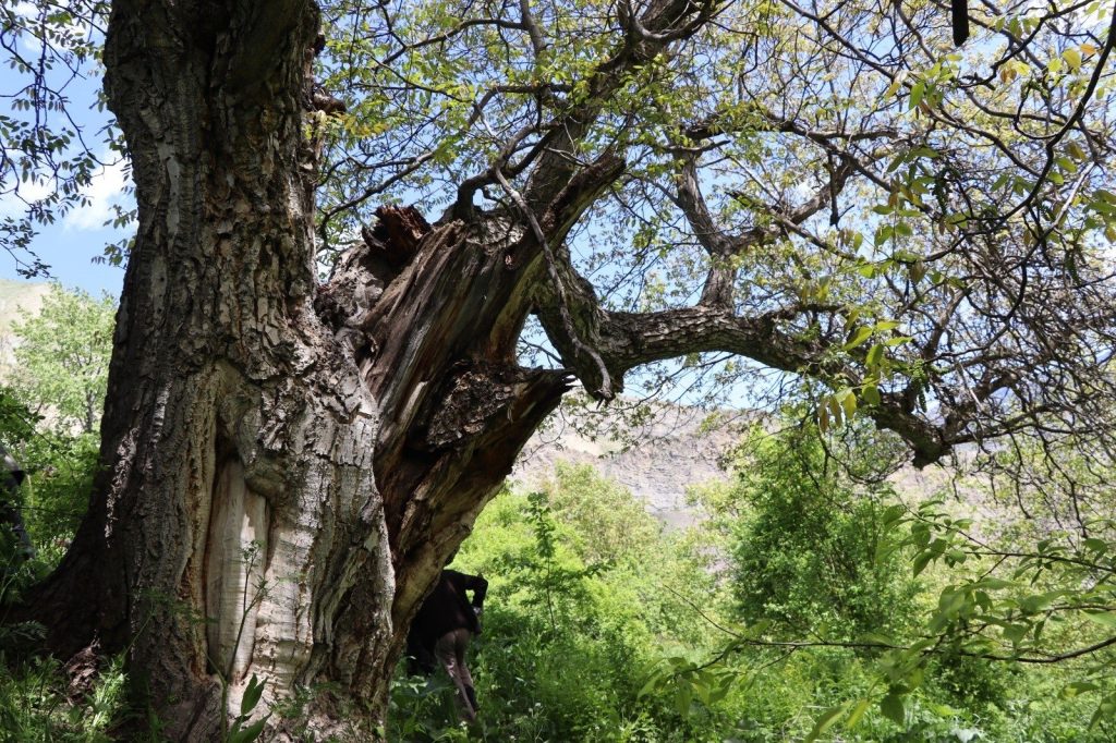 350-year-old walnut tree in Türkiye’s Erzurum keeps bearing fruit